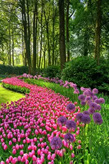 Tulip Prints: Keukenhof Gardens in Spring, Lisse, Holland, Netherlands