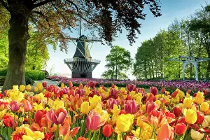 Tulip Prints: Keukenhof Gardens in Spring, Lisse, Holland, Netherlands