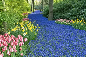 Netherlands Collection: Keukenhof Gardens in Spring, Lisse, Holland, Netherlands