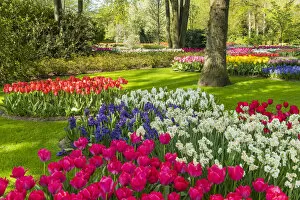 Images Dated 24th May 2022: Keukenhof Gardens in Spring, Lisse, Holland, Netherlands