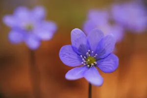 Violet Prints: Kidneywort, Liverwort or Pennywort (Hepatica nobilis)