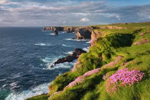 Coastal Landscape Prints: Kilkee Cliffs and pink Sea Thrift Wildflowers ( Armeria maritima)