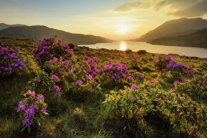 Connacht Prints: Killary Fiord with flowering wild rhododendron shrubs