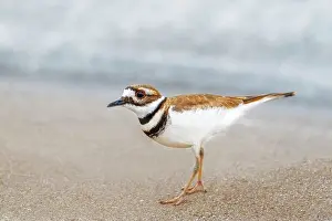Shorebirds Prints: Killdeer (Charadrius vociferus) on the shore of Lake Ontario, Oakville, Ontario, Canada