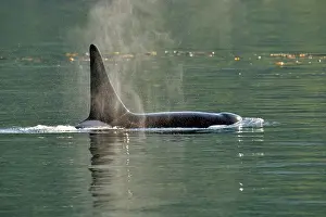 Copy Space Prints: Killer whale (Orcinus orca) Bull member of the Resident pod in its summer salmon feeding territory