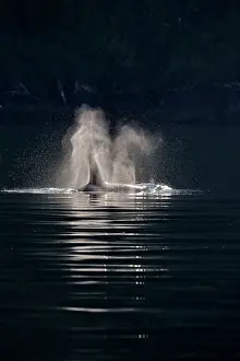 Copy Space Prints: Killer whale (Orcinus orca) Bull member of the Resident pod in its summer salmon feeding territory