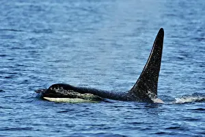 Copy Space Prints: killer whale (Orcinus orca) Bull member of the Resident pod in its summer salmon feeding territory