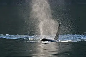 Copy Space Prints: Killer whale (Orcinus orca) Bull member of the Resident pod in its summer salmon feeding territory