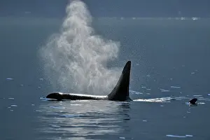 Copy Space Prints: Killer whale (Orcinus orca) Bull member of the Resident pod in its summer salmon feeding territory