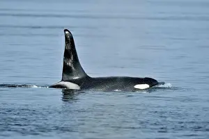 Copy Space Prints: killer whale (Orcinus orca) Bull member of the Resident pod in its summer salmon feeding territory