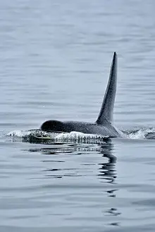 Copy Space Prints: killer whale (Orcinus orca) Bull member of the Resident pod in its summer salmon feeding territory