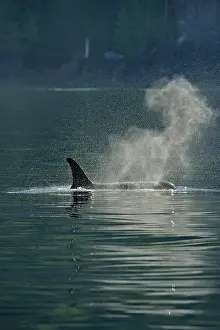 Copy Space Prints: Killer whale (Orcinus orca) Female of Resident population in summer territory