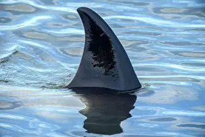 Apex Predator Prints: Killer whale (Orcinus orca) Maternal pod hunting elephant seals and penguins