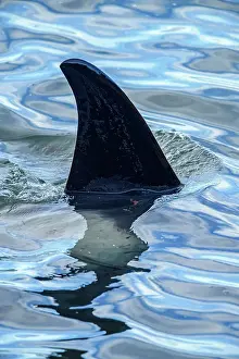Apex Predator Prints: Killer whale (Orcinus orca) Maternal pod hunting elephant seals and penguins