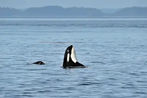 Copy Space Prints: Killer whale (Orcinus orca) Member of Resident pod displaying spy hopping behaviour