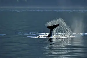 Copy Space Prints: Killer whale (Orcinus orca) Member of Resident pod displaying tail-slapping behaviour
