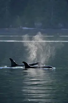 Environmental Prints: Killer whale (Orcinus orca) Two members of the Resident population pod in summer territory
