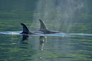 Copy Space Prints: Killer whale (Orcinus orca) Two members of the Resident population pod in summer territory
