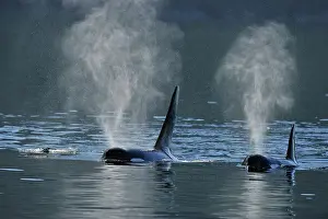 Copy Space Prints: Killer whale (Orcinus orca) Two members of the Resident population pod in summer territory