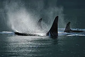 Environmental Prints: Killer whale (Orcinus orca) Resident pod in summer feeding territory