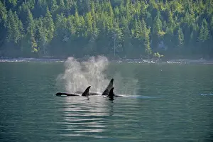 Copy Space Prints: Killer whale (Orcinus orca) Resident pod in summer feeding territory