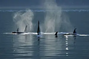 Copy Space Prints: Killer whale (Orcinus orca) Resident pod in summer feeding territory