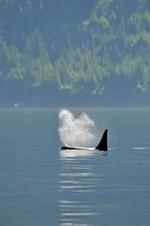 Copy Space Prints: Killer whale (Orcinus orca) Resident pod in summer feeding territory