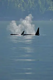 Copy Space Prints: Killer whale (Orcinus orca) Resident pod in summer feeding territory