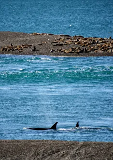 Argentinean Prints: Killer Whales (Orcinus orca) in Caleta Valdes, Valdes Peninsula, UNESCO World Heritage