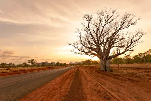 The Kimberley, typical western australia landscape. Baobab trees