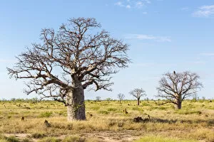 The Kimberley, typical western australia landscape. Baobab trees