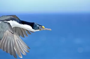 Aquatic Gallery: King cormorant (Phalacrocorax atriceps) in flight, Falkland Islands, South America