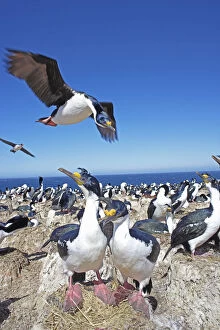 Aquatic Gallery: King cormorants (Phalacrocorax atriceps )protecting their nest, Sea Lion Island