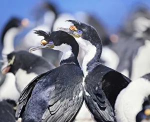 King cormorants (Phalacrocorax atriceps), Sea Lion Island, Falkland Islands