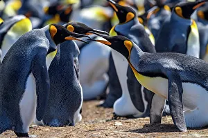 Breeding Colonies Prints: King penguin (Aptenodytes patagonicus), Volunteer Point, East Falkland, Falkland Islands