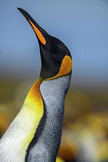 Breeding Colonies Prints: King penguin (Aptenodytes patagonicus), Volunteer Point, East Falkland, Falkland Islands