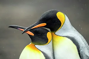 Breeding Colony Prints: King penguin (Aptenodytes patagonicus), Saunders Island, West Falkland, Falkland Islands