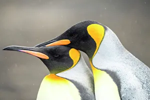 Breeding Colony Prints: King penguin (Aptenodytes patagonicus), Saunders Island, West Falkland, Falkland Islands