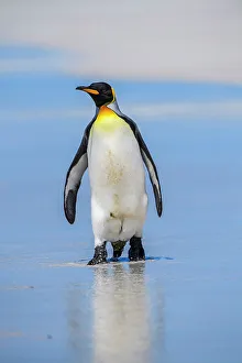 Sand Beach Prints: King penguin (Aptenodytes patagonicus), Volunteer Point, East Falkland, Falkland Islands