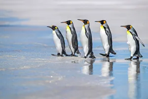 Sand Beach Prints: King penguin (Aptenodytes patagonicus), Volunteer Point, East Falkland, Falkland Islands