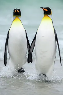 Sand Beach Prints: King penguin (Aptenodytes patagonicus), Saunders Island, West Falkland, Falkland Islands