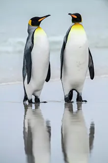 Sand Beach Prints: King penguin (Aptenodytes patagonicus), Saunders Island, West Falkland, Falkland Islands