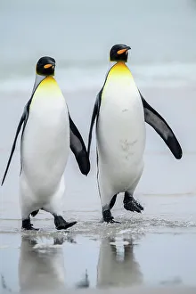 Sand Beach Prints: King penguin (Aptenodytes patagonicus), Saunders Island, West Falkland, Falkland Islands