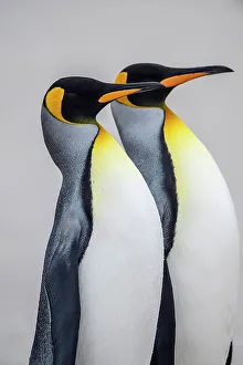 Breeding Colony Prints: King penguin (Aptenodytes patagonicus), Saunders Island, West Falkland, Falkland Islands