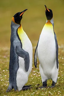 Breeding Colony Prints: King penguin (Aptenodytes patagonicus), Saunders Island, West Falkland, Falkland Islands