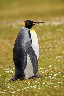 Breeding Colony Prints: King penguin (Aptenodytes patagonicus), Saunders Island, West Falkland, Falkland Islands