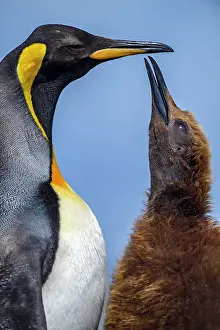 Breeding Colony Prints: King penguin (Aptenodytes patagonicus) Juvenile begging for food from adult