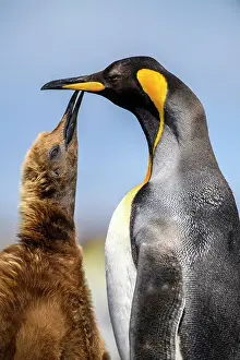 Breeding Colony Prints: King penguin (Aptenodytes patagonicus) Juvenile begging for food from adult