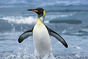 Water Bird Prints: King penguin going on land - South Georgia, Gold Harbour