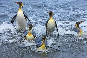 Water Bird Prints: King penguin group going on land - South Georgia, Gold Harbour